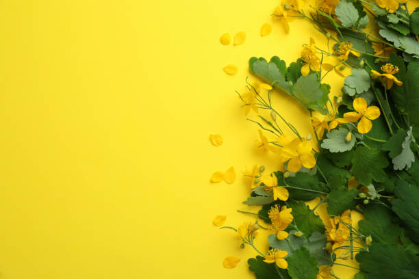 istock Celandine with beautiful flowers on yellow background, flat lay. Space for text 1324346891