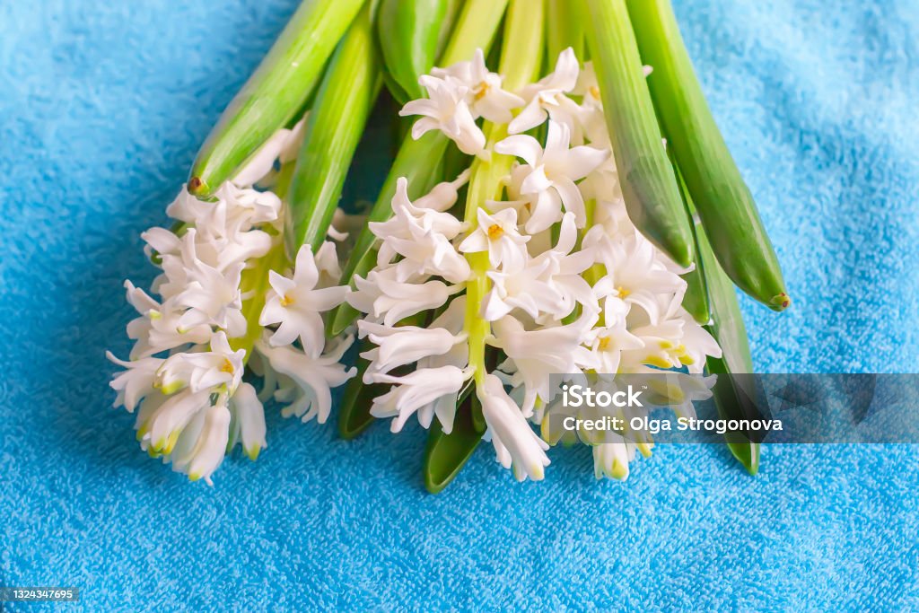 Spring hyacinth flowers blooming at springtime. Spring white hyacinth flowers blooming at springtime. Beauty Stock Photo