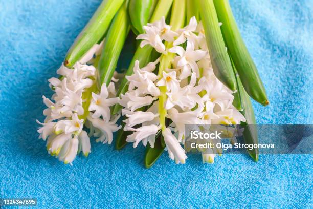 Spring Hyacinth Flowers Blooming At Springtime Stock Photo - Download Image Now - Beauty, Blossom, Botany