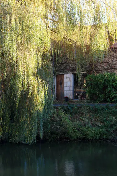 A house who is invaded by the nature abroad the river shooted with a sleepy willow tree under sunligth