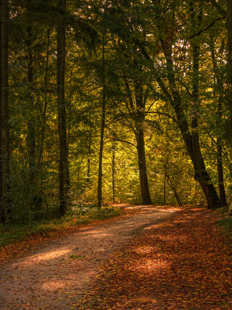 Sun shining through the Amsterdam forest on a path covered with fallen leaves during Autumn.