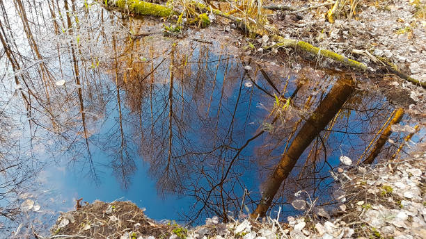 istock Puddle in the forest. Reflections in water. 1324348991