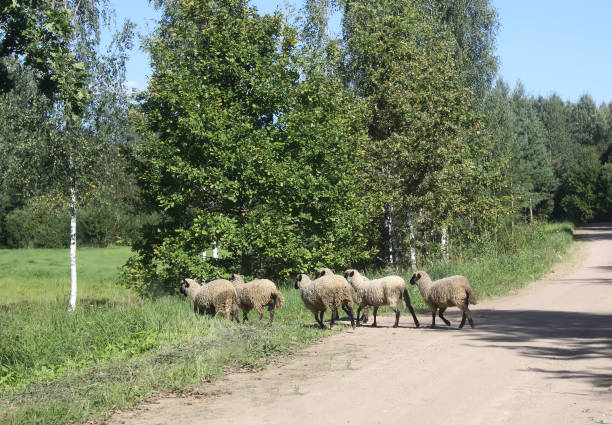istock Herd of sheep 1324350529