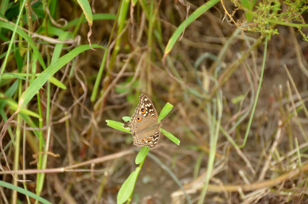 the small beautiful brown butterfly hold on grass plant.