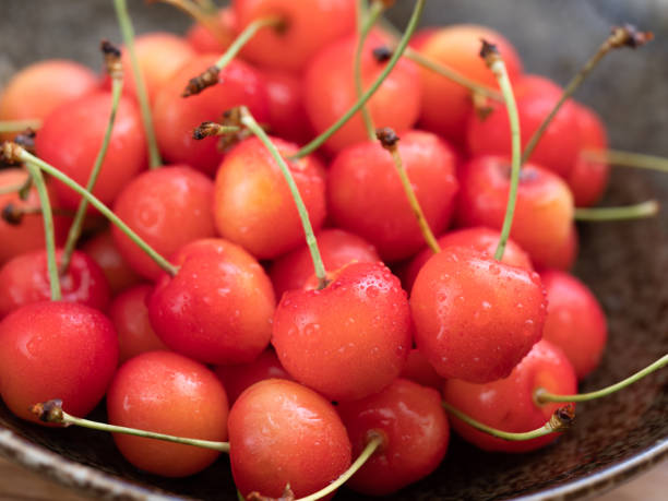istock Japanese cherries named 