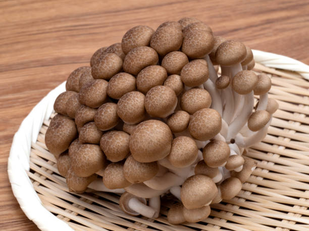istock Japanese mushroom named 