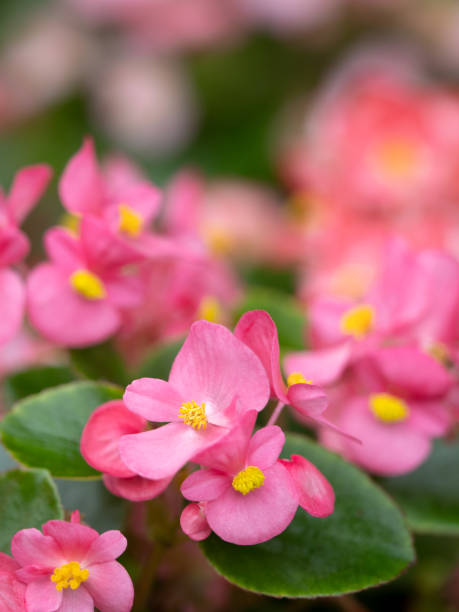 istock Begonia flowers 1324352705