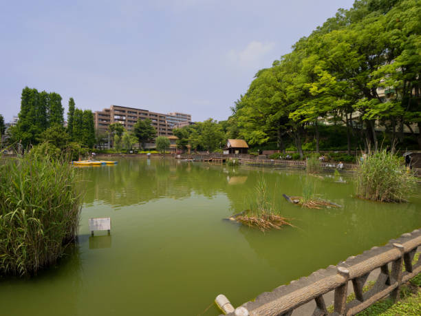 parque mitsugi en itabashi-ku, tokio - barrio de itabashi fotografías e imágenes de stock