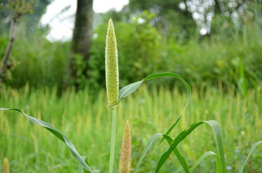 the green ripe of millet millet plant in the garden.