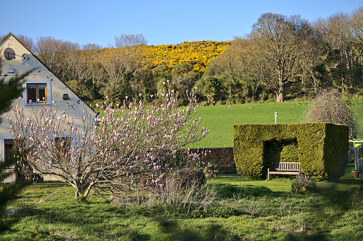 Beautiful cozy view of Irish countryside yard with blooming magnolia tree, spring yellow gorse, decorative green gazebo over bench, and field with deer along Ballycorus Road, Co. Dublin, Ireland. High resolution