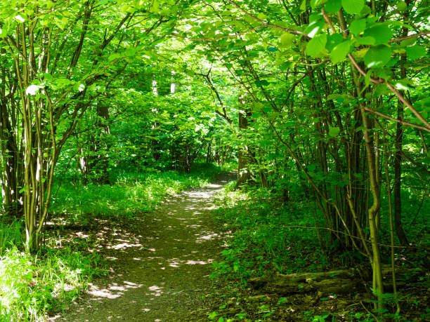 istock footpath between green trees in park in summer 1324355206