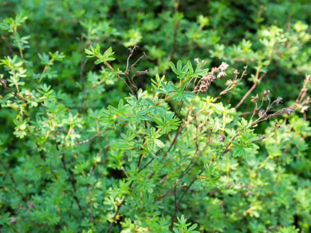 Photo of shrubby five-finger plant (dasiphora fruticosa)