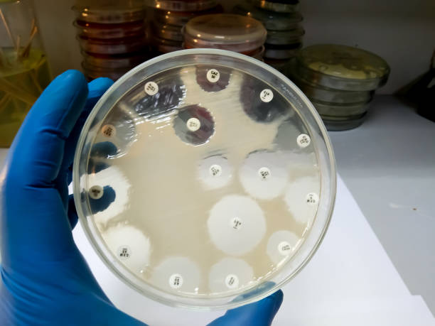 prueba de susceptibilidad antimicrobiana en la placa de petri contra bacterias de los pneumoniae de la klebsiella (pneumoniae del k.) en el laboratorio de la microbiología. - staphylococcus petri dish bacterium biology fotografías e imágenes de stock