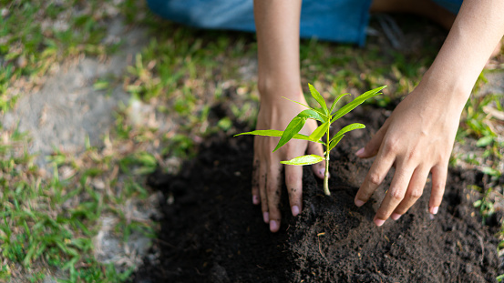 Young woman's hands planting trees on the ground, nature care concept.