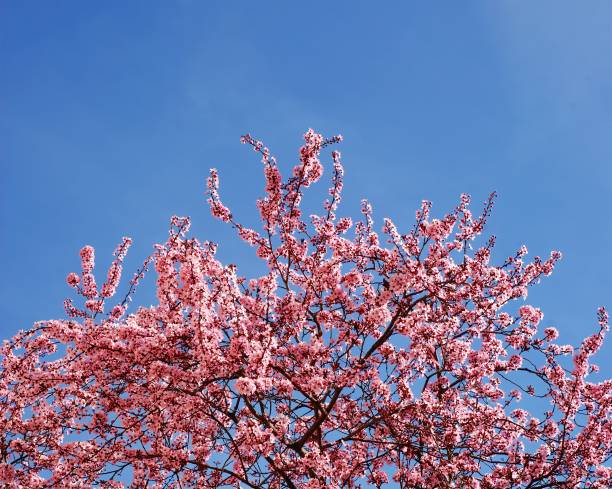 Spring in Spain, nice tree, a cherry tree with pink flowers with a bright blue sky in the background, copy space, sakura season