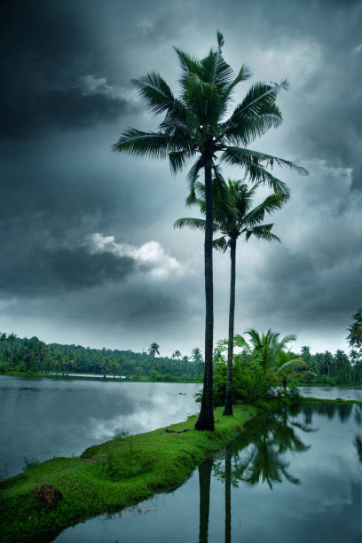 istock Cloudy sky and coconut palm trees 1324358179