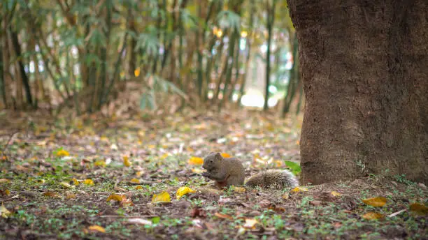 A Cute Pallas's Squirrel Is Eating Food On The Floor Of The Daan Park Forest, Taipei