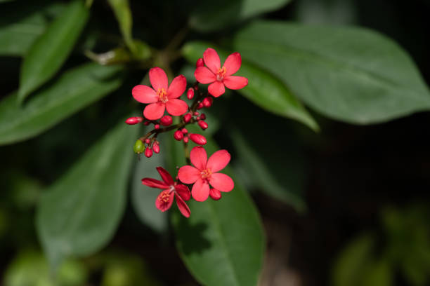 istock beautiful blooming Jatropha integerrima Jacq close up horizontal composition 1324360972