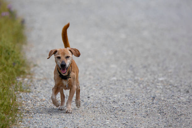 istock light brown dog walks on the dirt road 1324361168