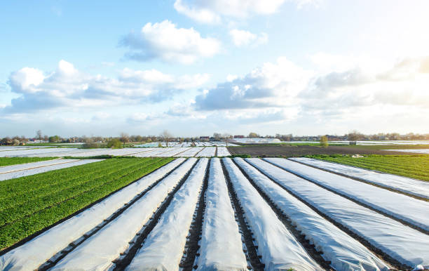 campos de plantación de papa parcialmente cubiertos con fibra agrícola spunbond. eliminación gradual y endurecimiento de las plantas de arbustos de patata a finales de la primavera. crear un efecto invernadero para el cuidado y la protección. - late spring fotografías e imágenes de stock