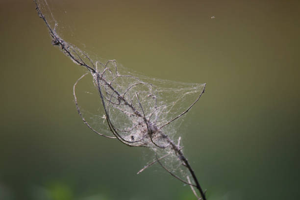 a dry branch wrapped in the empty spider web on the blurred background