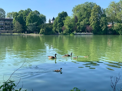 Little pond at Vondelpark landscape on sunny summer day in Amsterdam, Netherlands