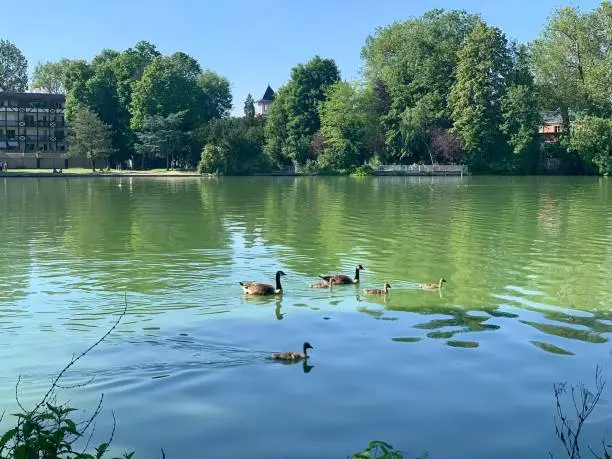 Photo of A family of geese swimming on the lake.