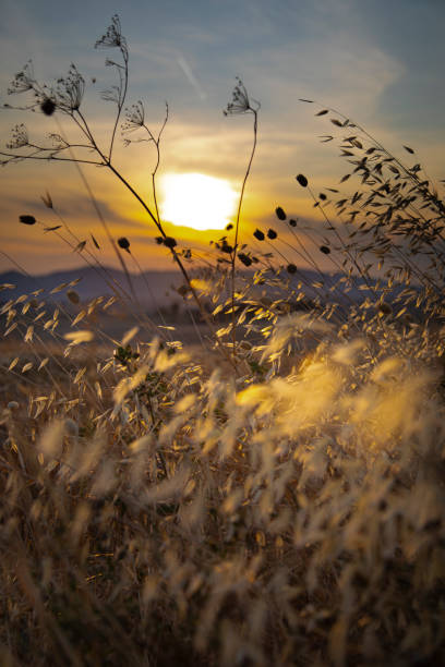 istock suggestive sunset in the summer straw field in Italy 1324362939
