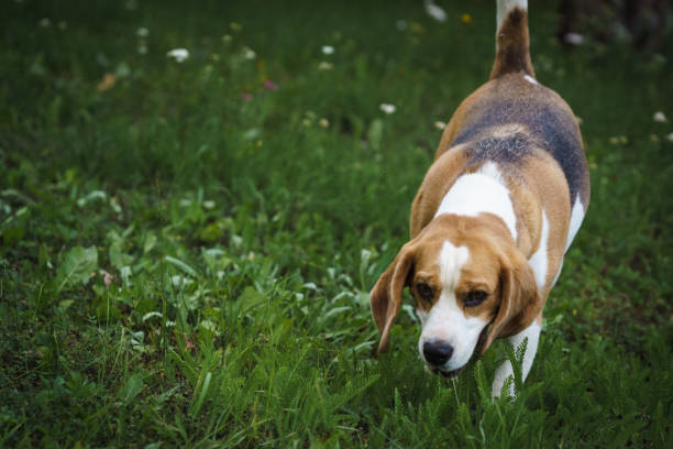 beagle suka stojąca w ogrodzie trawnika - bitch zdjęcia i obrazy z banku zdjęć