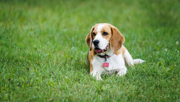 istock a beagle is lying on the lawn and watching 1324362991