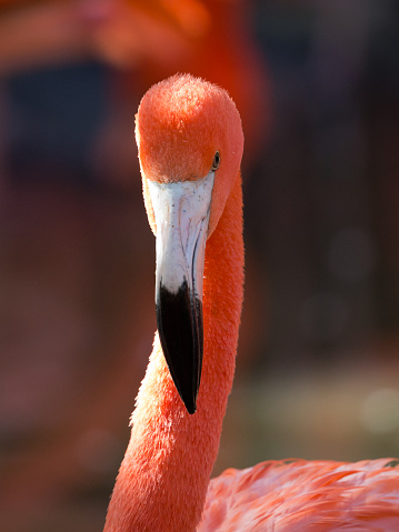 Front view headshot of an American flamingo (Phoenicopterus ruber) looking concentrated at the camera, shallow DOF