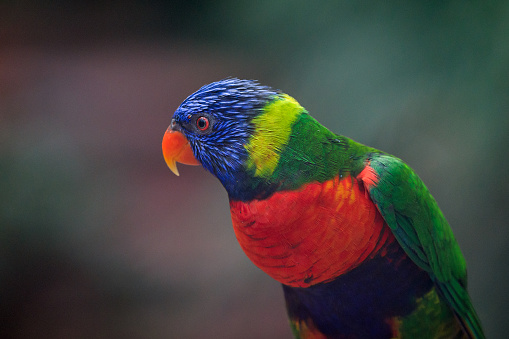 Side view portrait of a single Rainbow lorikeet parrot (Trichoglossus moluccanus) with shallow DOF and defocussed background, focus is on the eye
