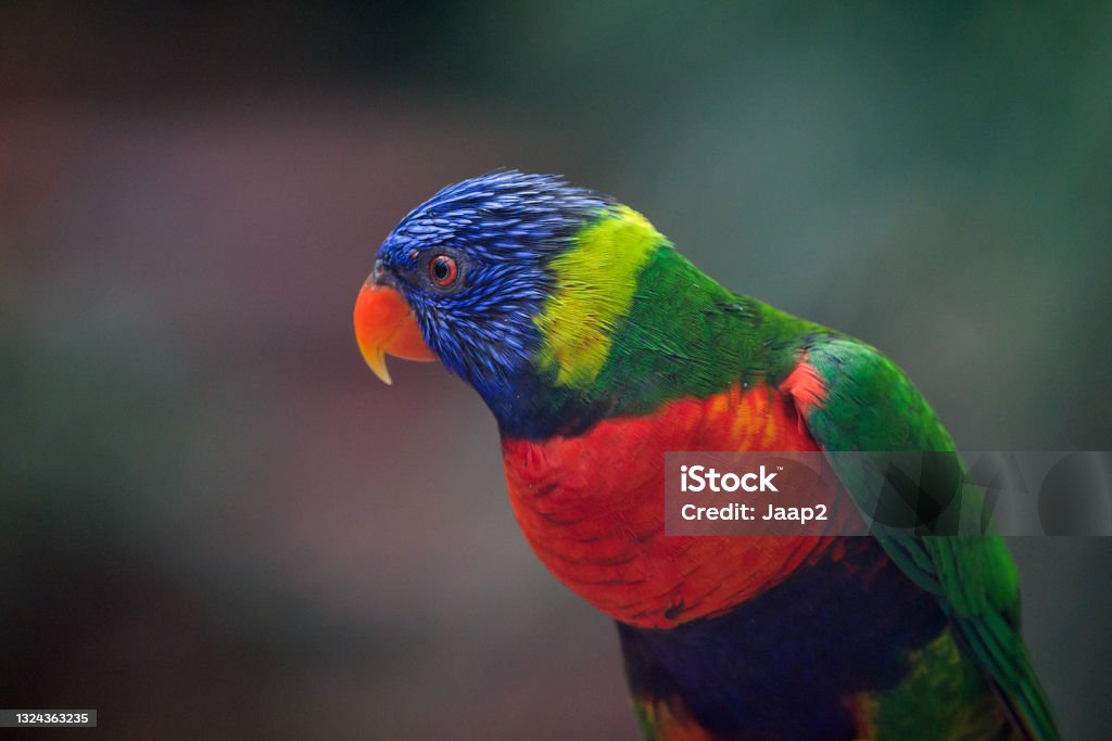 Side view portrait of a single Rainbow lorikeet parrot Side view portrait of a single Rainbow lorikeet parrot (Trichoglossus moluccanus) with shallow DOF and defocussed background, focus is on the eye Alertness Stock Photo