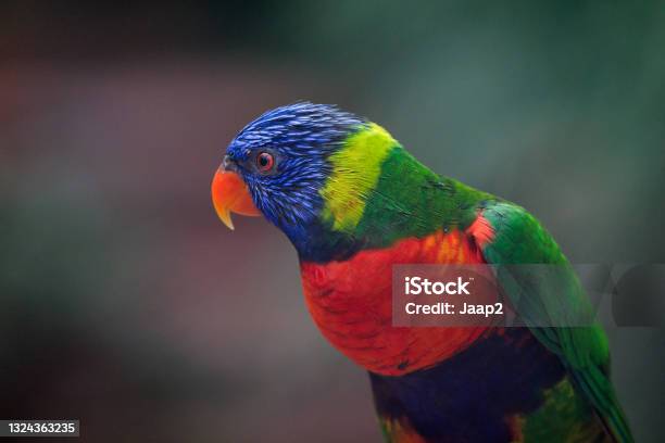 Side View Portrait Of A Single Rainbow Lorikeet Parrot Stock Photo - Download Image Now