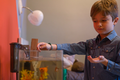 A happy young boy is feeding the fishes that are in home fishbowl
