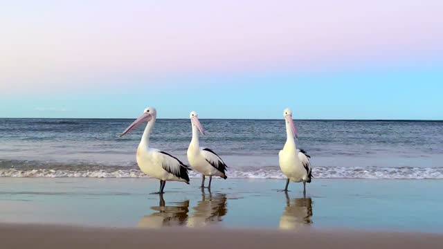 Pelicans on Ocean Shoreline at Sunset