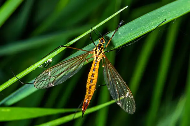 Spotted crane fly (Lat. Nephrotoma appendiculata)