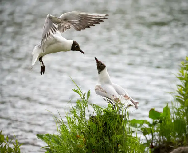 2 Black-headed gulls fighting at Smestaddammen in Oslo