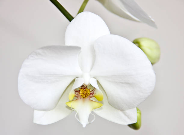 istock White orchid with green leaves isolated 1324365288