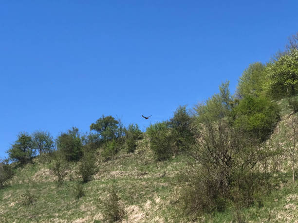 istock Close up of a hill with brushes. 1324365973