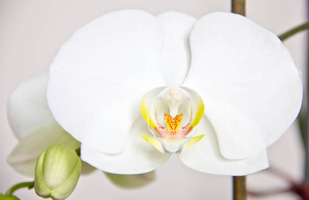istock White orchid with green leaves isolated 1324366091
