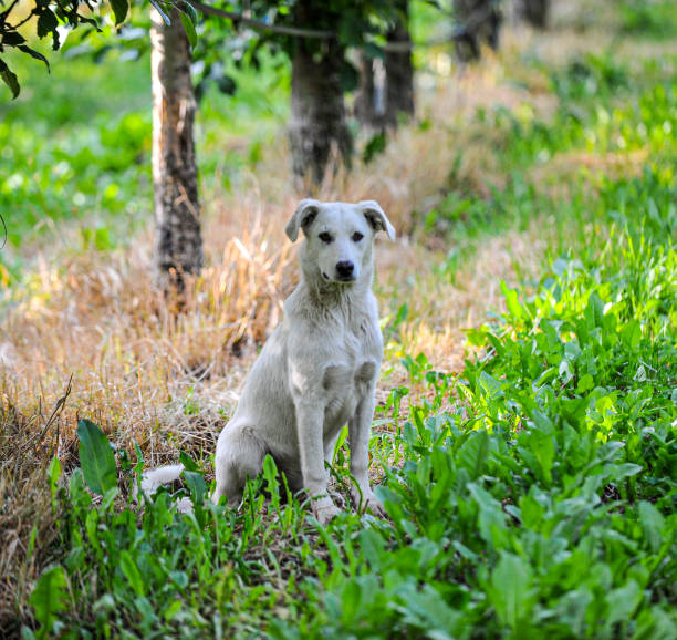 .stray dog sitting on an apple orchard.