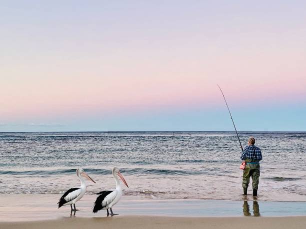 Horizontal seascape of flock of pelicans standing seaside looking at fishermans fish pouch on water’s edge sand with a soft pastel colored sunset at Lennox Head Beach near Byron Bay NSW Australia