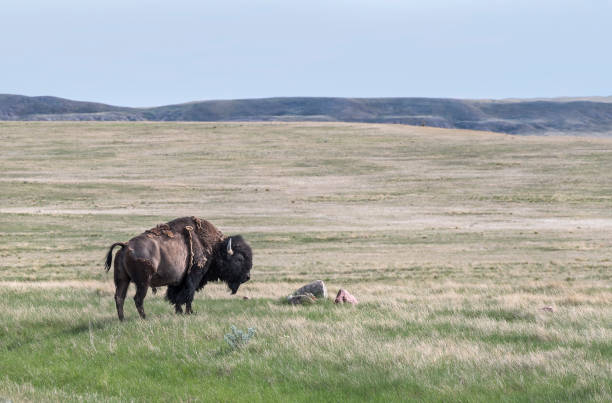 istock Bison near Val Marie 1324366415