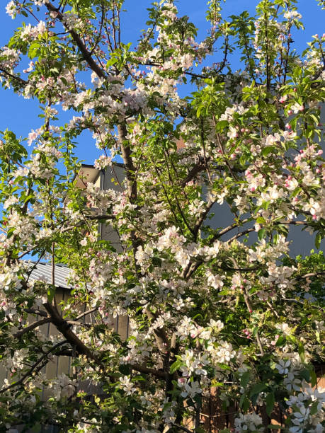 istock Beautiful close up of a apple tree blooming in the spring. 1324366550