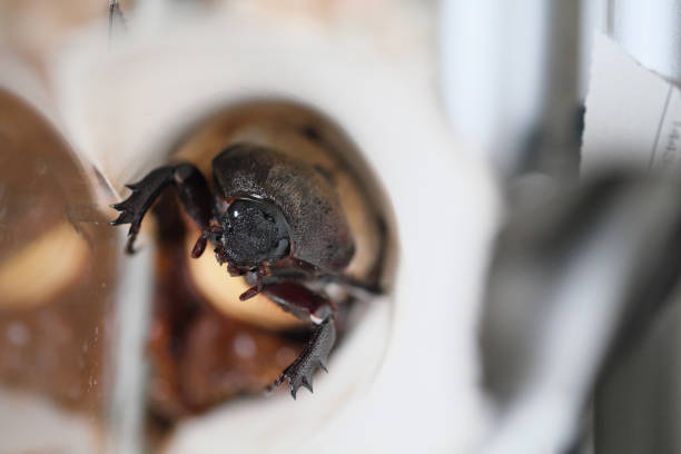 Male stag beetle with long and sharp jaws in wild forest sitting on the trunk of an oak tree. Beetle stag consist of big horns, beautiful strong legs. Stag beetle ready to attack for your life