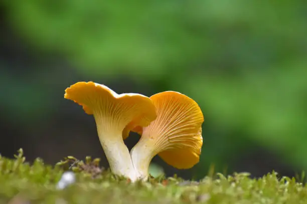 Little chanterelle in moss with blurred background