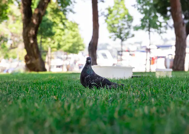 Photo of A single pidgeon, landed on a park grass, directly looking at the camera curiously