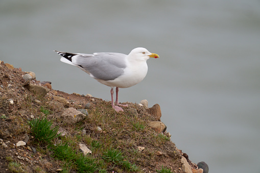 Herring gull, Larus argentatus, bird on rock, Yorkshire, May 2021