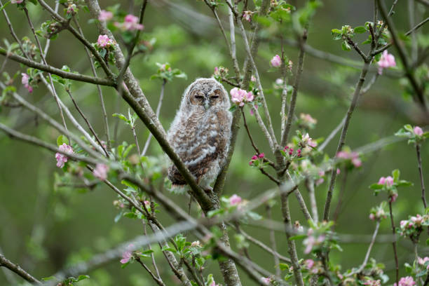 istock Tawny owl, Strix aluco 1324372702